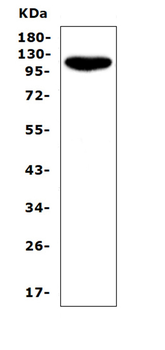Anti-CD43/SPN Antibody
