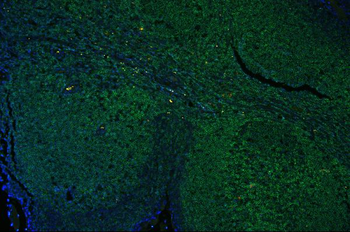 Anti-CD45/PTPRC Antibody
