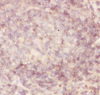 Anti-CD45/PTPRC Antibody