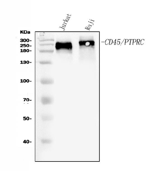 Anti-CD45/PTPRC Antibody