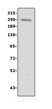 Collagen IV/COL4A1 Antibody