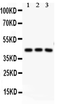 CREB/CREB1 Rabbit Polyclonal Antibody