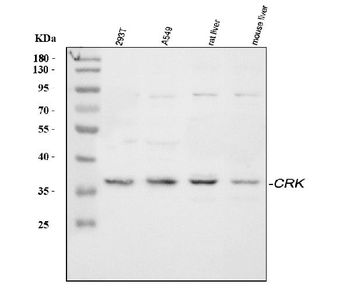 Crk p38 Rabbit Polyclonal Antibody