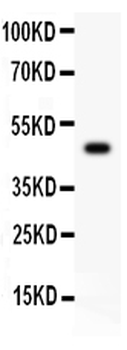 Csk Antibody