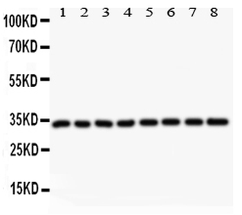 Anti-Cyclin D3/CCND3 Antibody