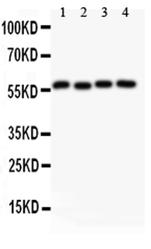 Anti-Cyclin B1/CCNB1 Antibody