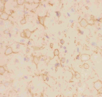 Anti-Kv2.1/KCNB1 Antibody