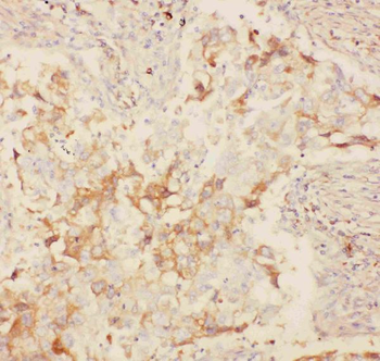 Anti-Kv2.1/KCNB1 Antibody