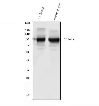 Anti-Kv2.1/KCNB1 Antibody
