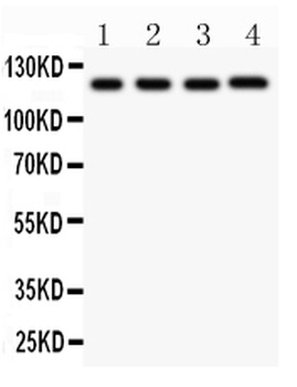 CIAS1/NALP3/NLRP3 Antibody