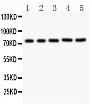 Anti-RIP/RIPK1 Antibody