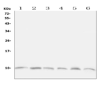 Anti-Ubiquitin/UBB Antibody