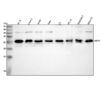 Anti-MED7 Antibody
