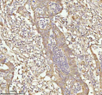 Anti-NDUFA9 Antibody