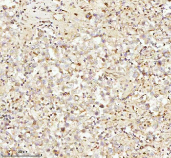 Anti-NDUFA9 Antibody
