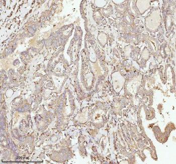 Anti-NDUFA9 Antibody