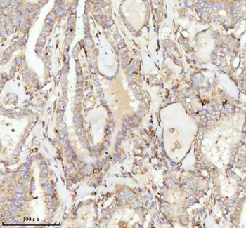 Anti-NDUFA9 Antibody
