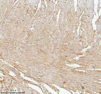 Anti-NDUFA9 Antibody