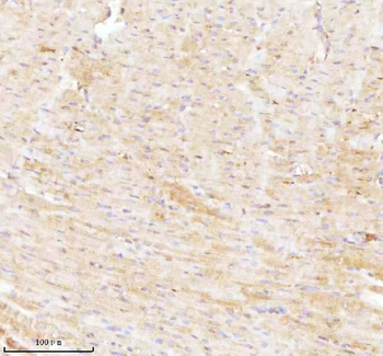 Anti-NDUFA9 Antibody