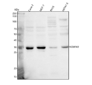 Anti-NDUFA9 Antibody