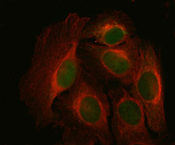 Anti-NDUFA9 Antibody
