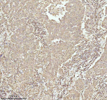 Anti-NDUFA9 Antibody