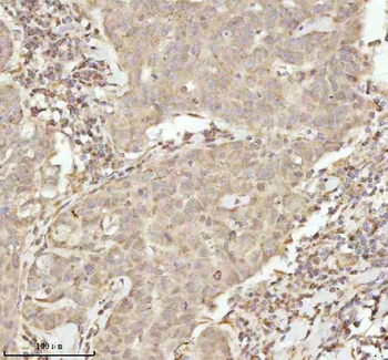 Anti-NDUFA9 Antibody