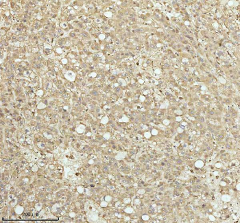 Anti-NDUFA9 Antibody