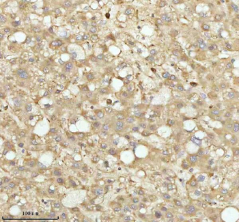 Anti-NDUFA9 Antibody
