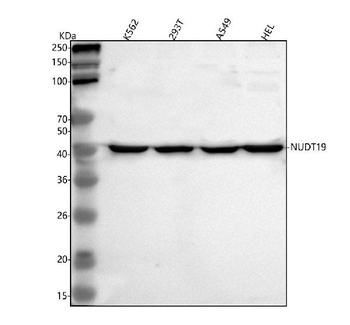 Anti-NUDT19 Antibody