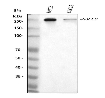 NRAP Antibody
