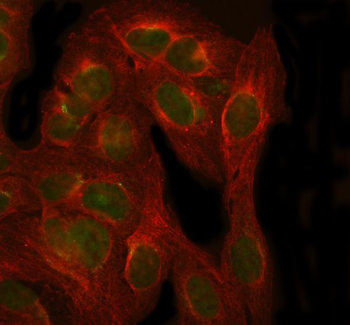 Anti-NXPH3 Antibody