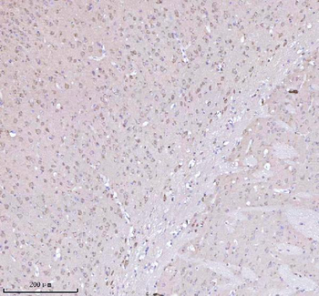 Anti-NXPH3 Antibody