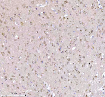 Anti-NXPH3 Antibody