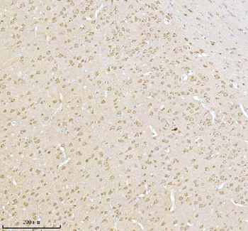 Anti-NXPH3 Antibody