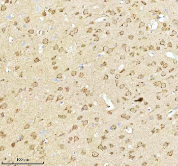 Anti-NXPH3 Antibody