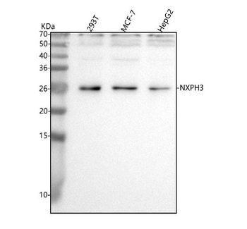 Anti-NXPH3 Antibody
