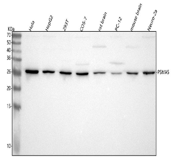 Anti-PSMA5 Antibody