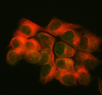 Anti-SAPS3/PPP6R3 Antibody