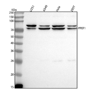 PPEF1 Antibody