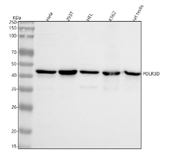 Anti-POLR3D Antibody