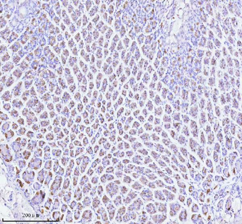 ATP4B Antibody