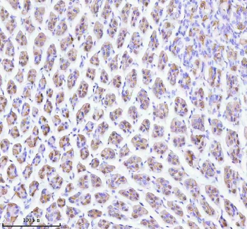 ATP4B Antibody