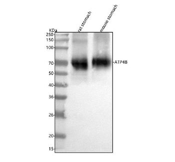ATP4B Antibody
