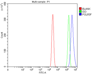 POLR3F Antibody