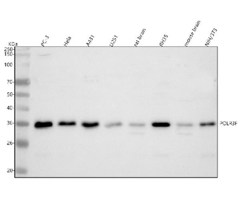 POLR3F Antibody
