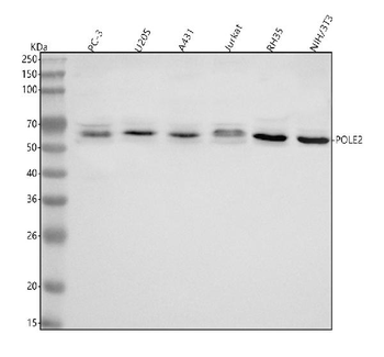 Anti-POLE2 Antibody
