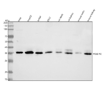 POLDIP2 Antibody