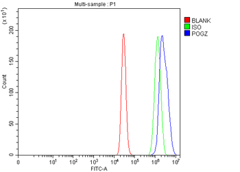 Anti-POGZ Antibody