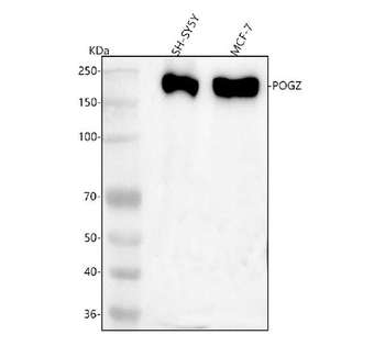 Anti-POGZ Antibody